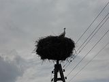 Cicogna
